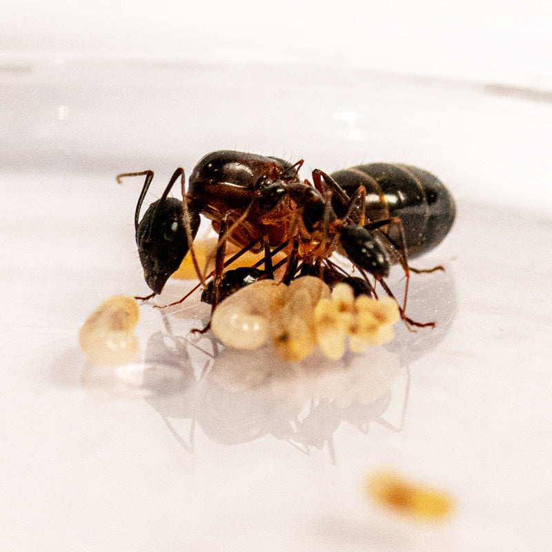 Reuzenmier (Camponotus sp)