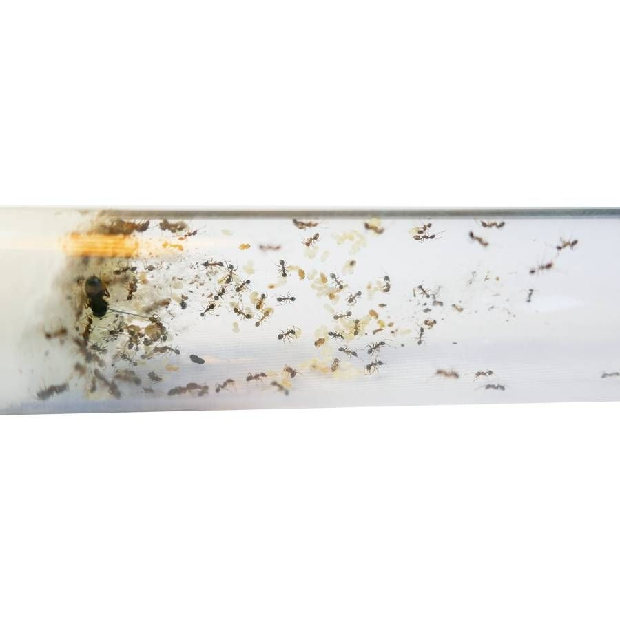 Groothoofdmier (Pheidole sp)