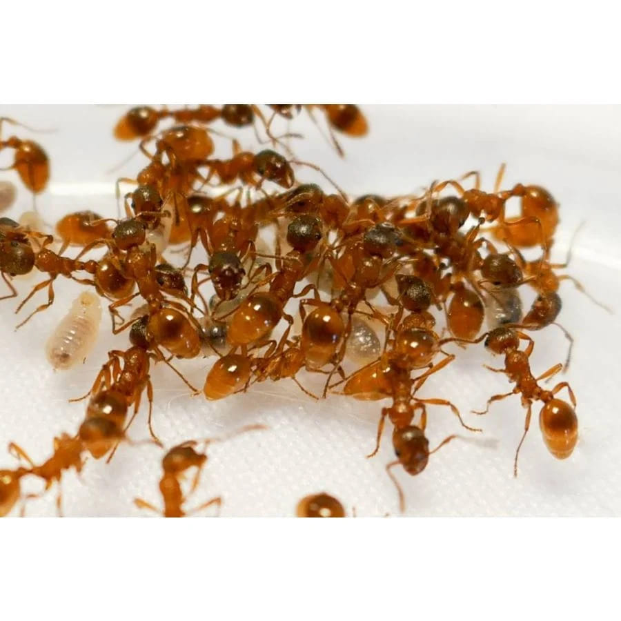 Rode steekmier (Myrmica rubra)