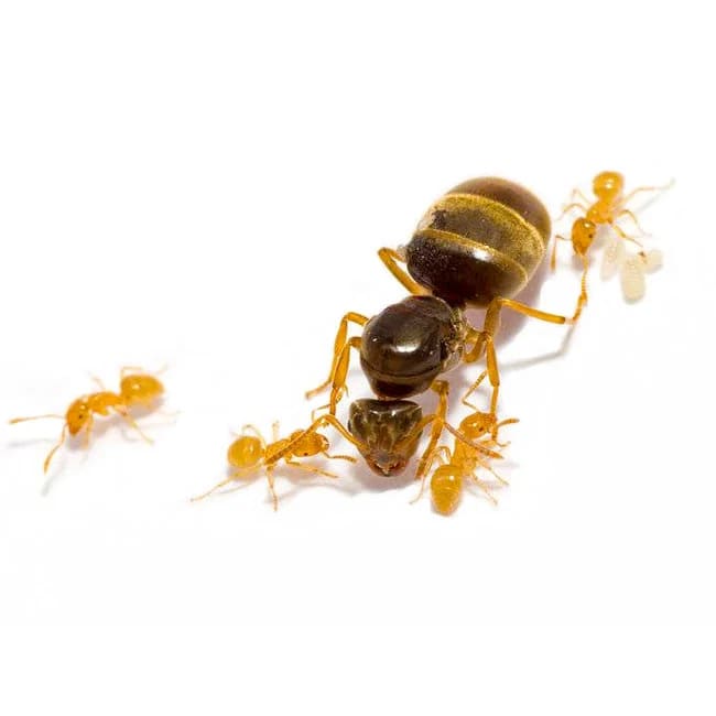 Gele weidemier (Lasius flavus)