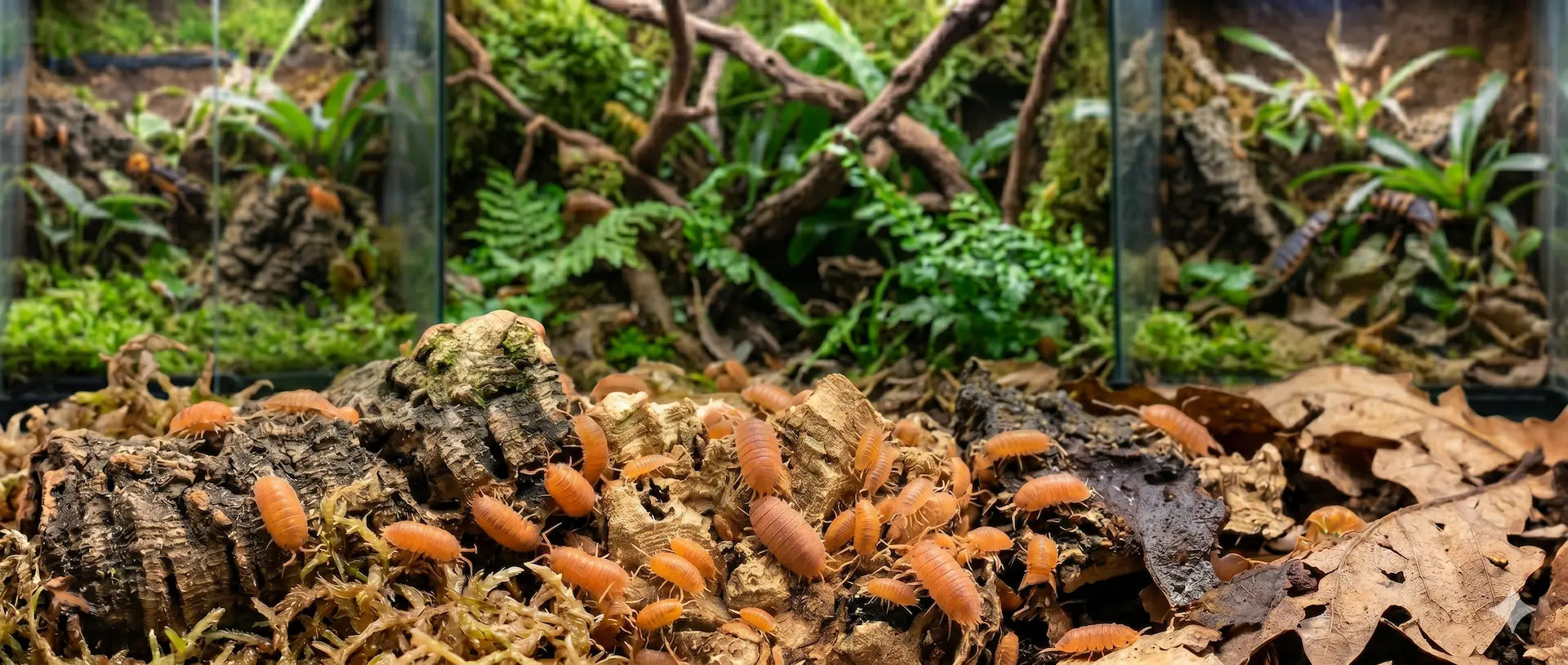 Isopods