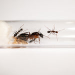 Camponotus barbaricus in test tube reageerbuis mierenkolonie