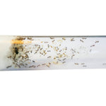 Pheidole mierenkolonie 5-15 werksters in reageerbuis