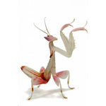 Nimfjes orchid mantis nymph