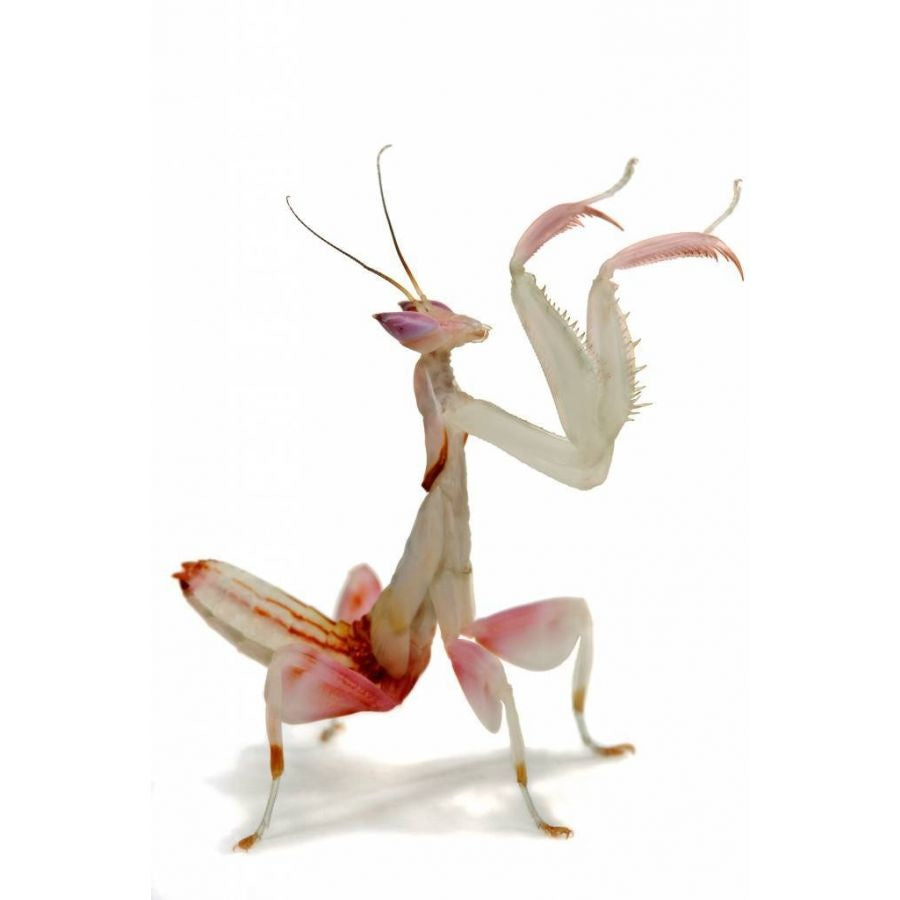 Nimfjes orchid mantis nymph