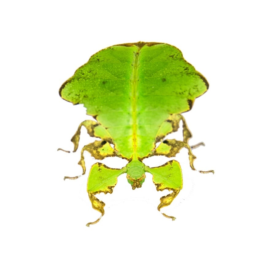 Reuze wandelend blad