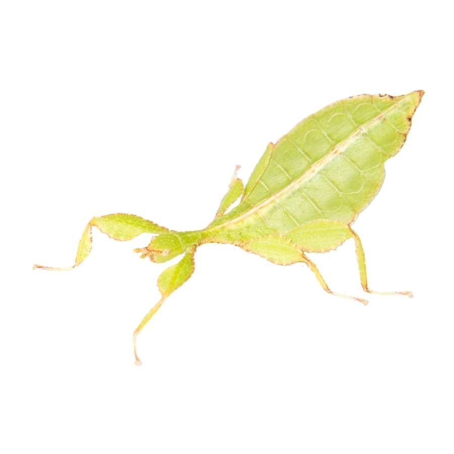 Nimfjes wandelend blad
