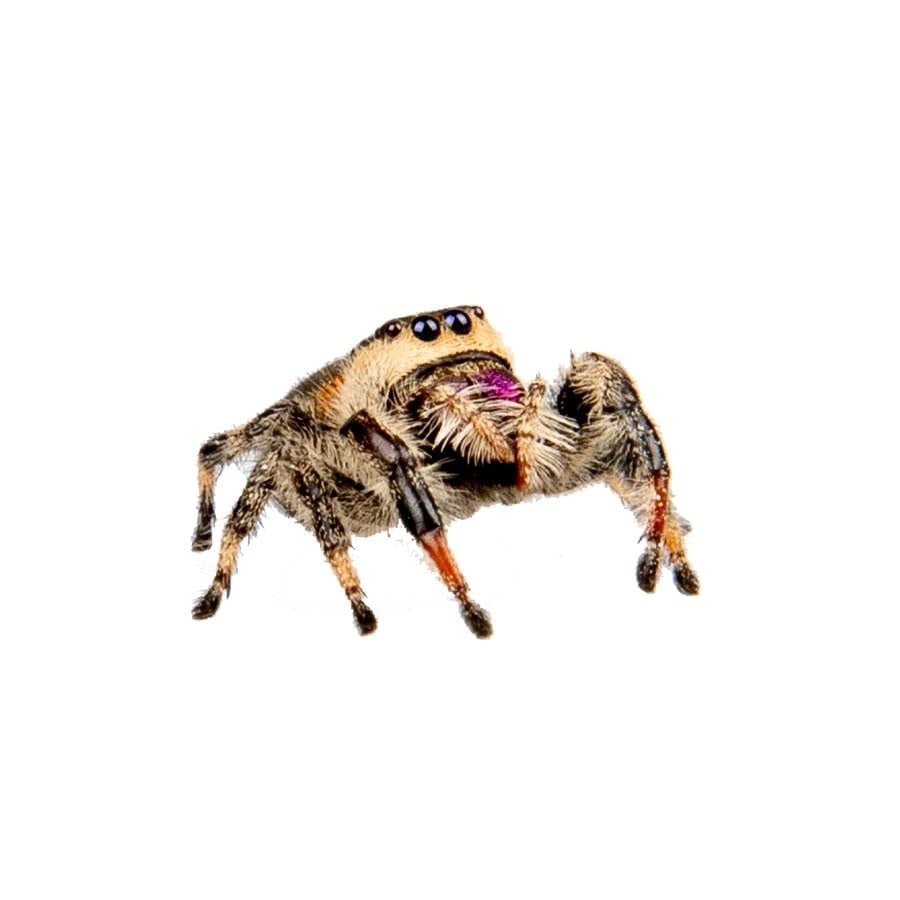 Springspin Soroa 