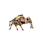 Springspin Soroa 
