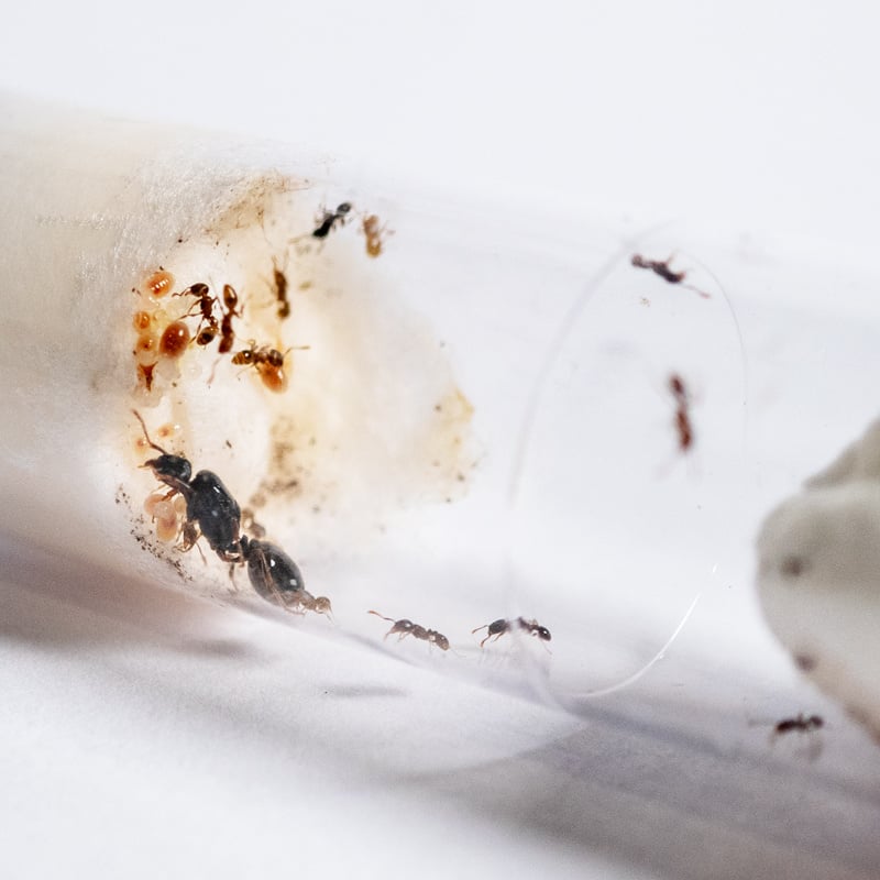 Zwarte zaadmier in reageerbuis, mierenkolnoie