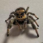 Jumping spider phidippus regius everglades
