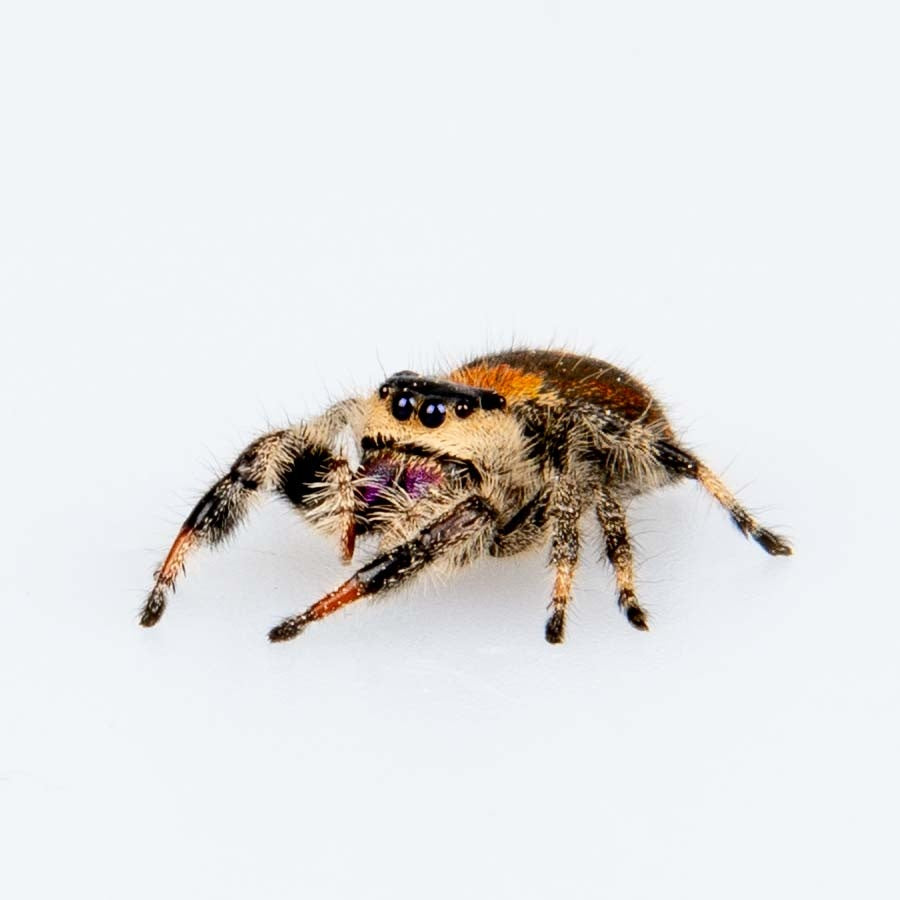 Springspin foto