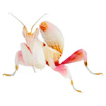 Orchidee bidsprinkhaan nimf