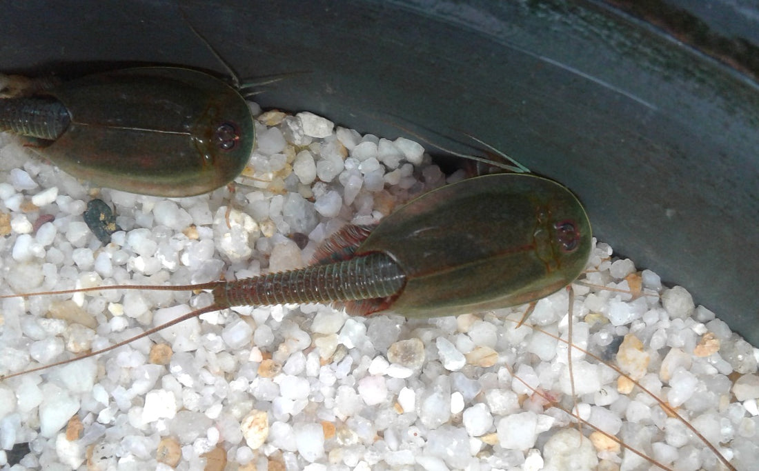 Triops Australiensis eitjes capsule