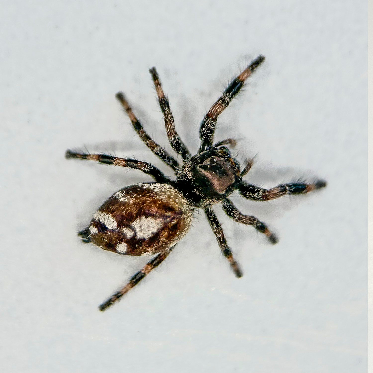 Springspin - Phidippus regius "White" Bahama