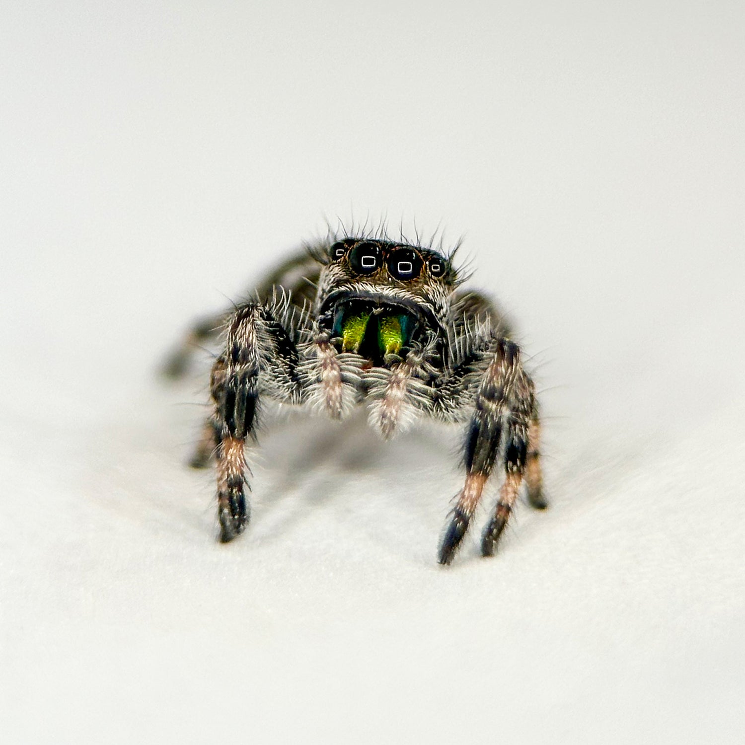 Springspin - Phidippus regius "White" Bahama