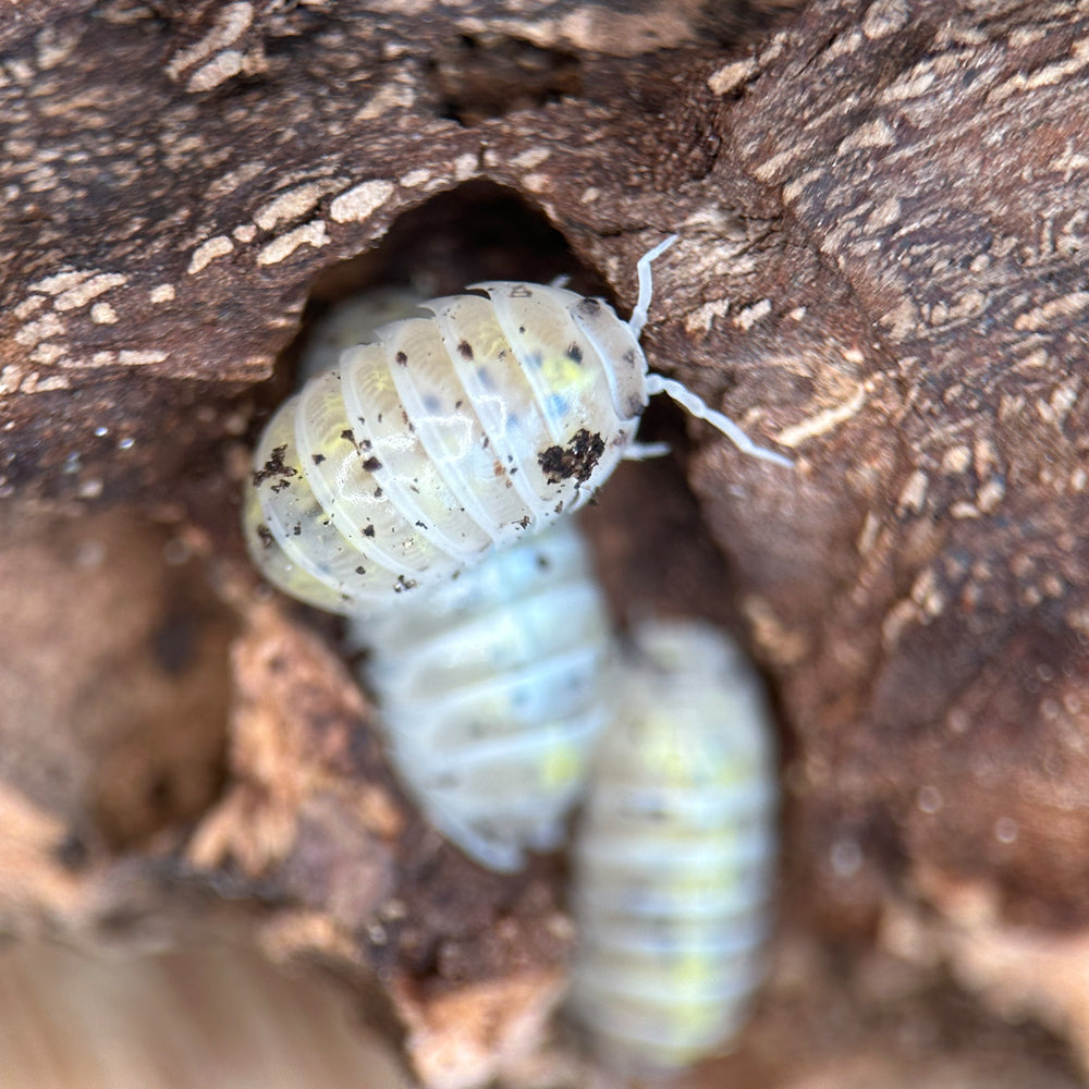 Isopod Armadillidium Vulgare "Magic Potion"