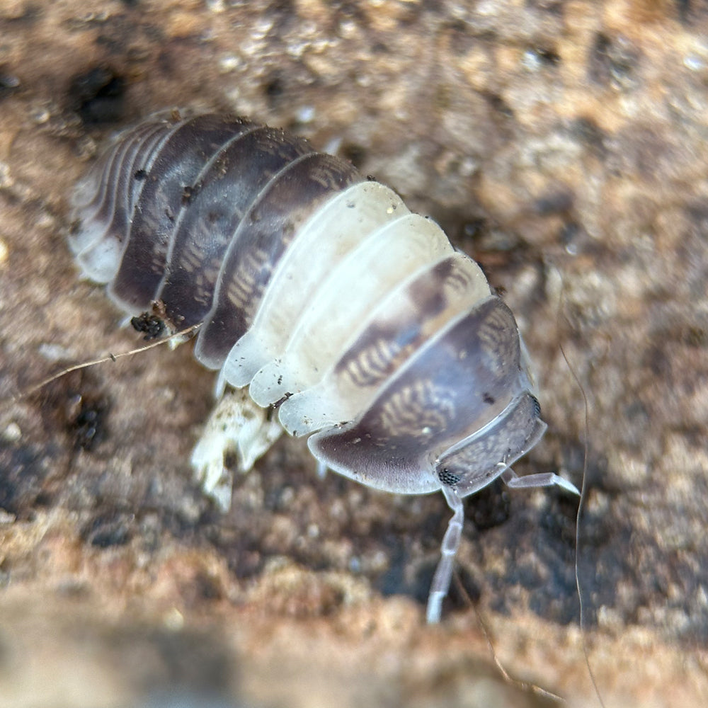 Isopod Cubaris spec. “Panda King”