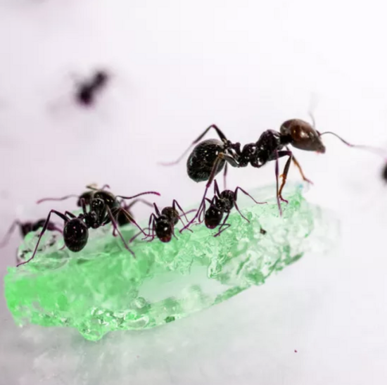 Mierenboerderij Gel - GROEN