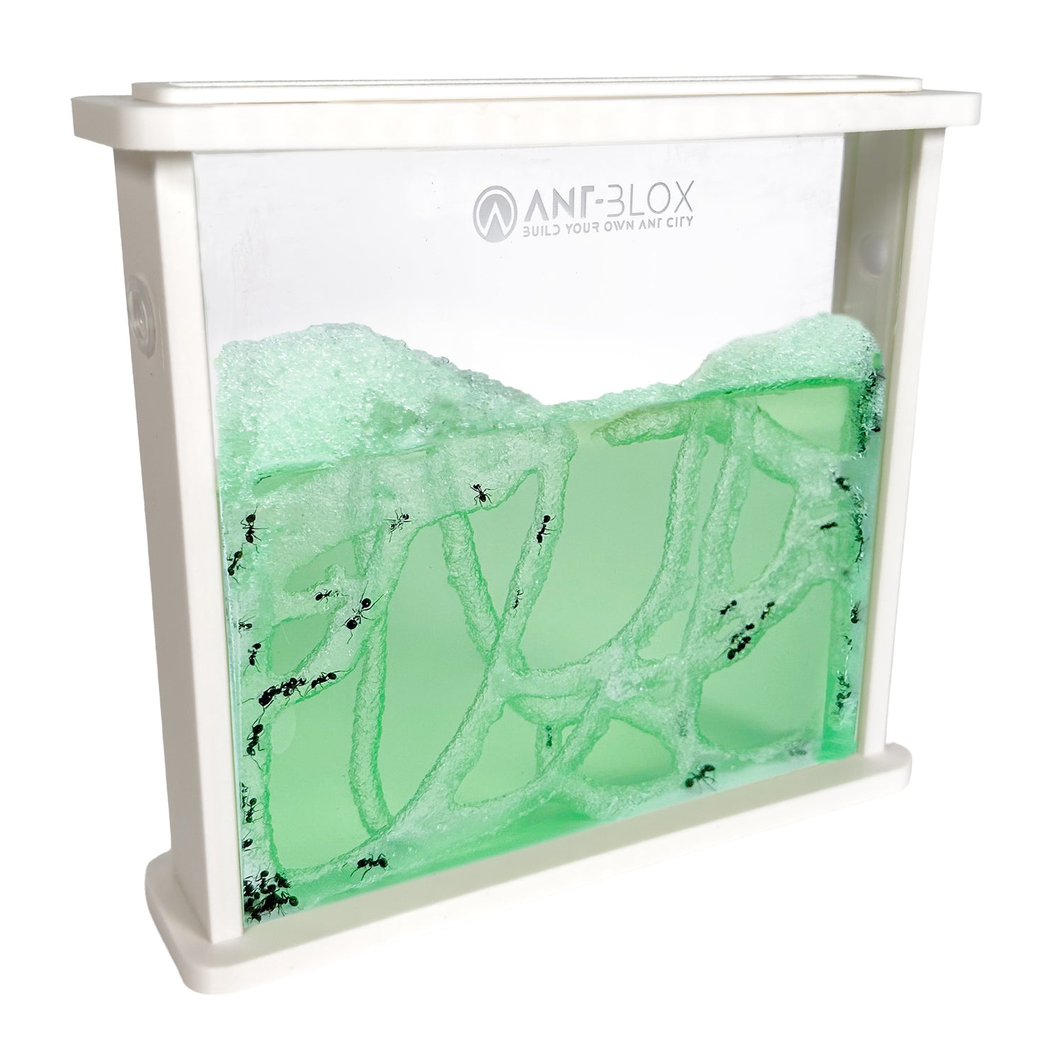 Mierenboerderij Gel inclusief mieren - WIT